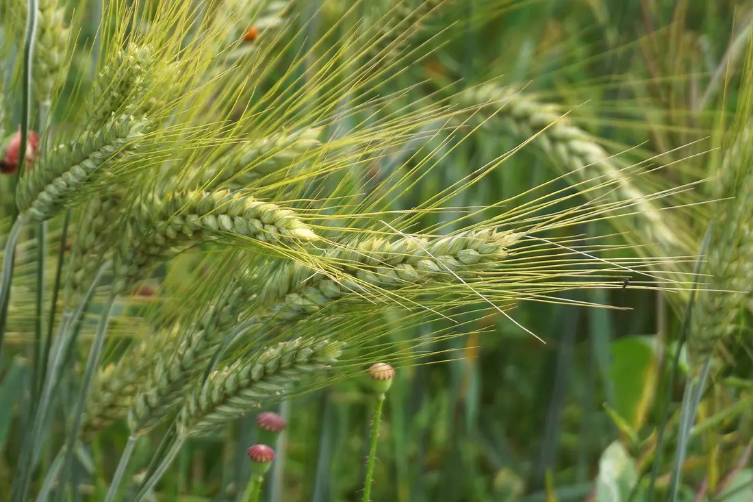 Grains, Pulses & Seeds