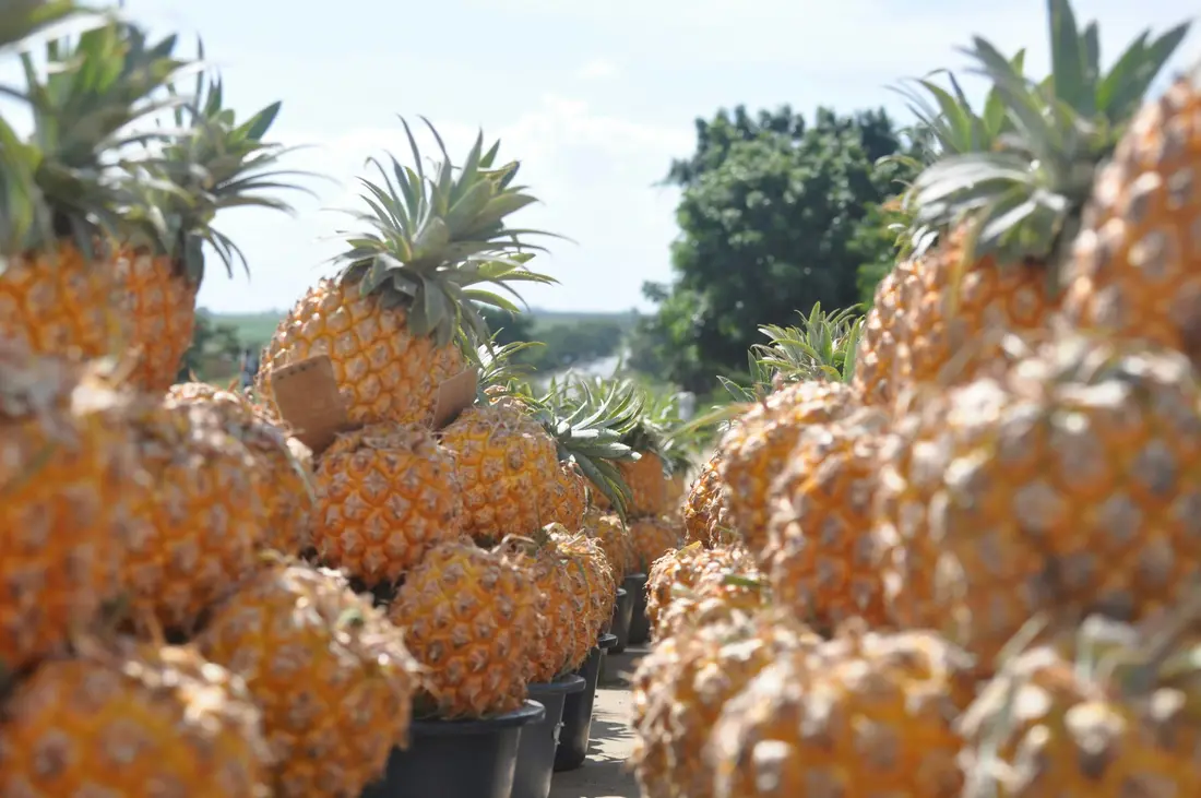 Fresh Produce